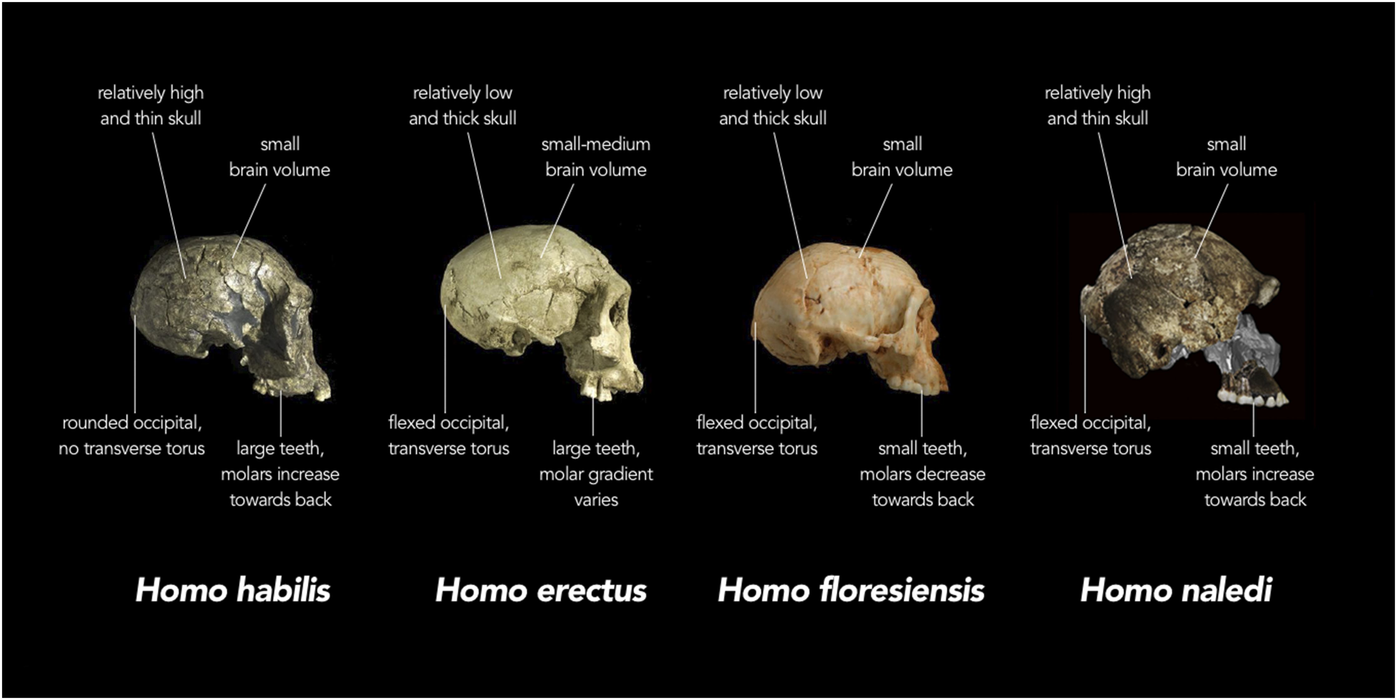 skull comparison.jpg