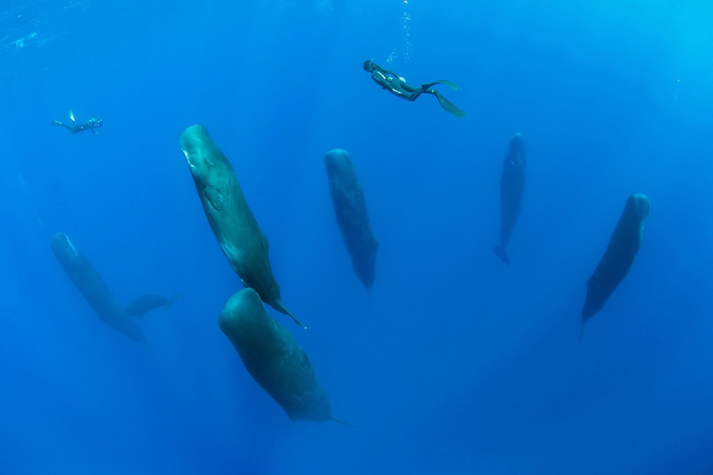 Sleeping Sperm Whales