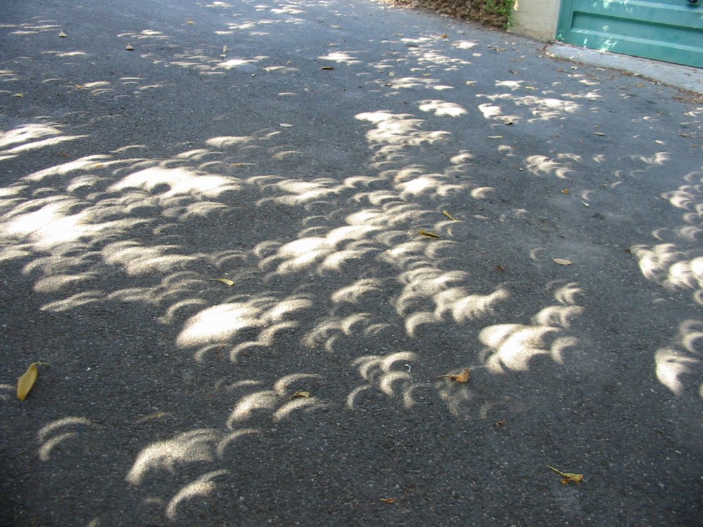 Solar Eclipse Leaves