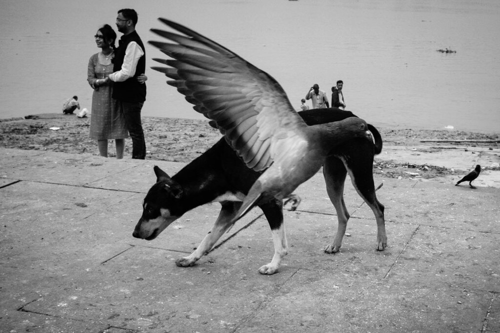 a pigeon in front of a dog, positioned so it looks like the dog has wings