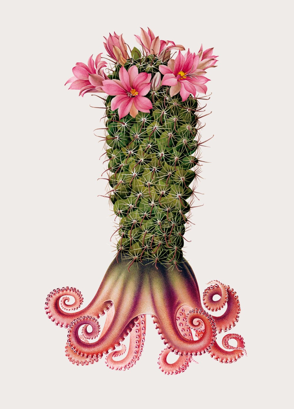 An old fashioned textbook-style illustration of a specimen, except this one is imaginary: it looks like an octopus, except the body is a cactus with a flower on top.