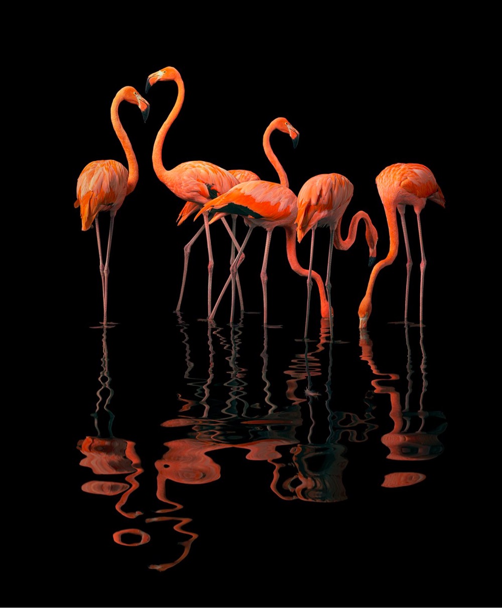 group of flamingos on a black background