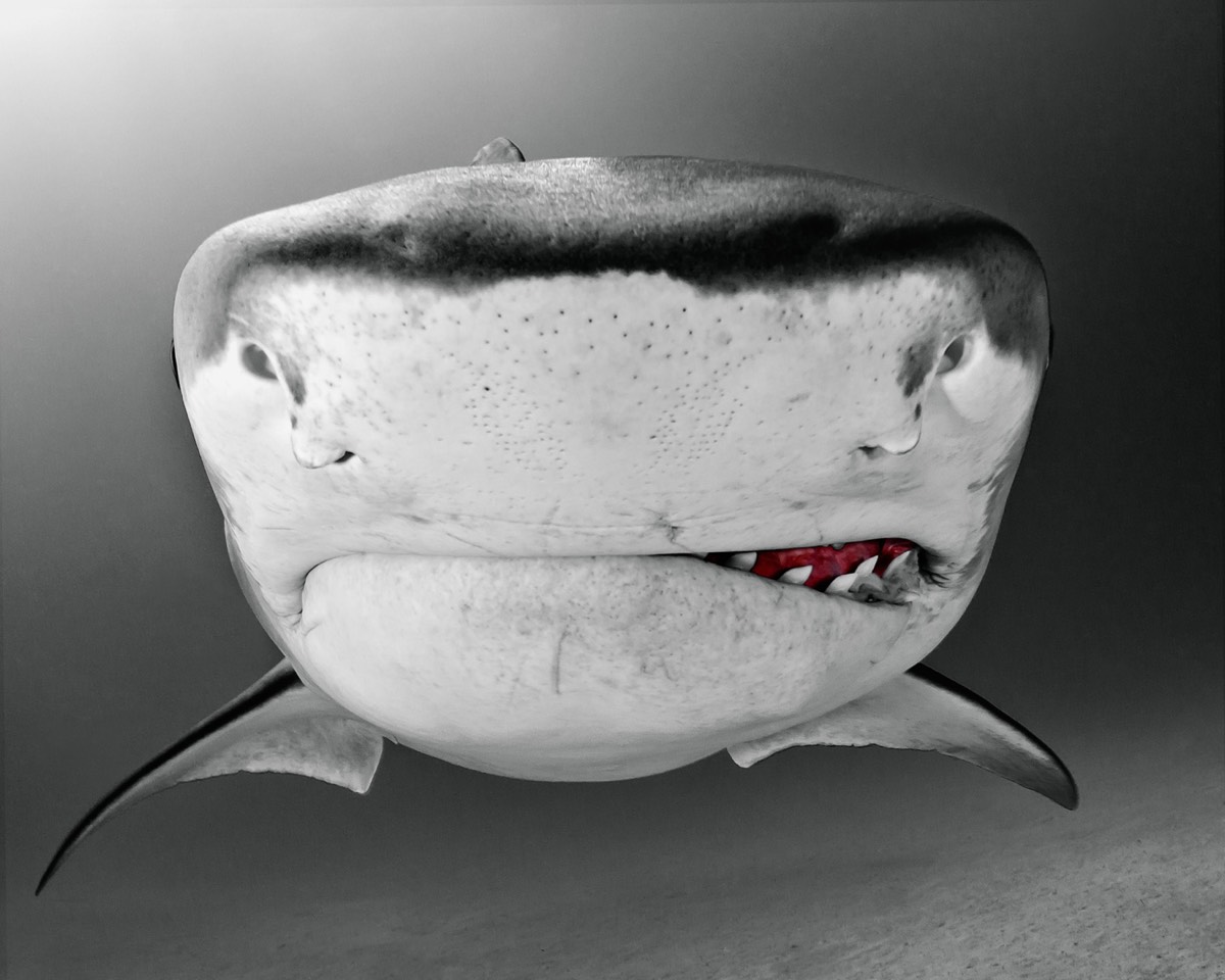 Todd Bretl Shark