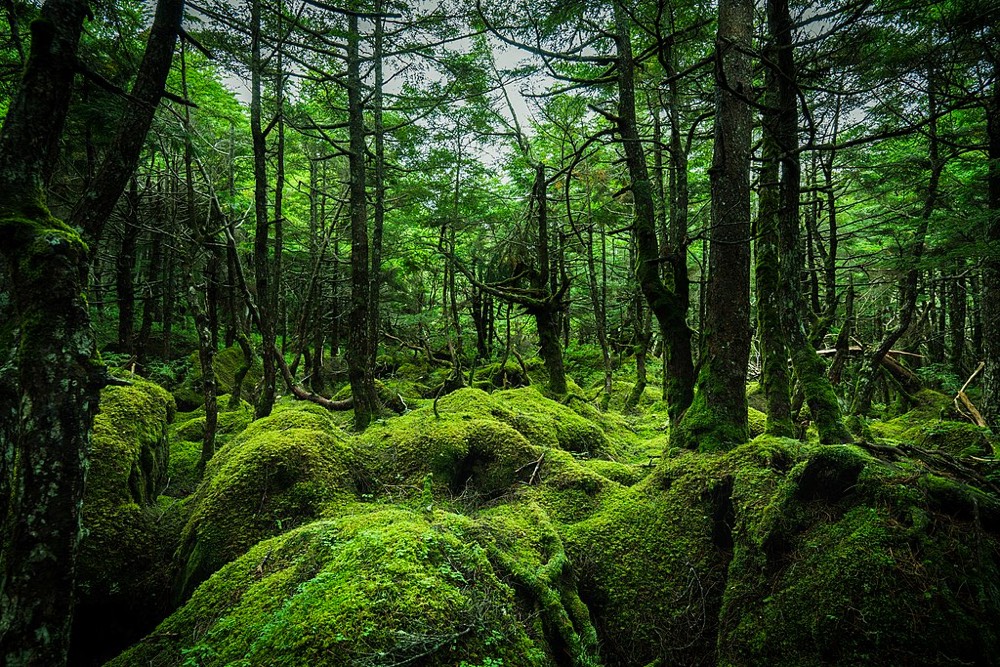 A mossy forest