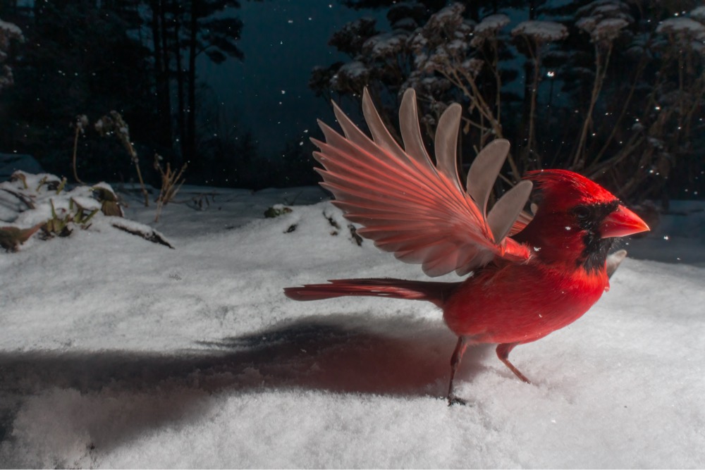 a red bird with its wings flared in the snow