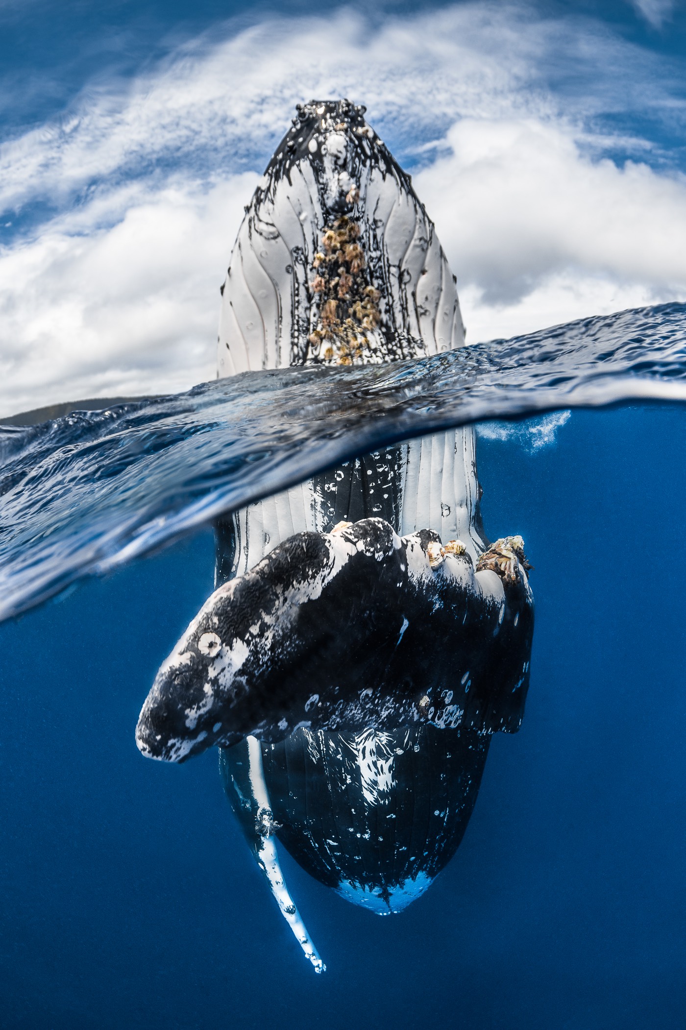 Winners of the 2022 Underwater Photographer of the Year  