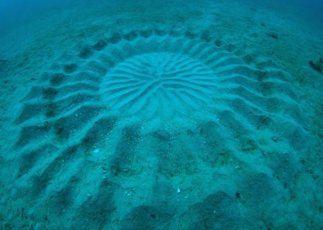 Underwater Crop Circle