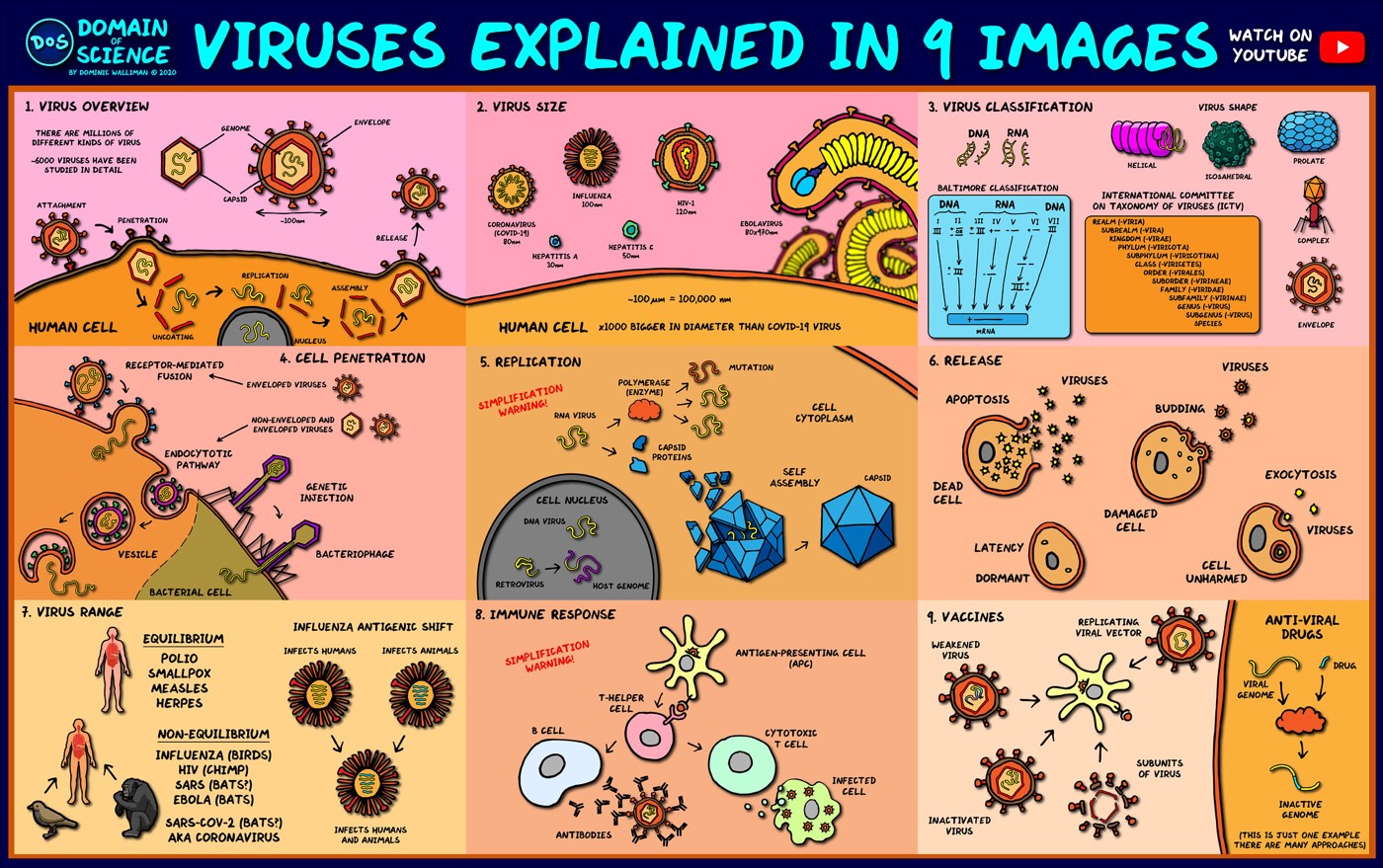 Viruses Explained