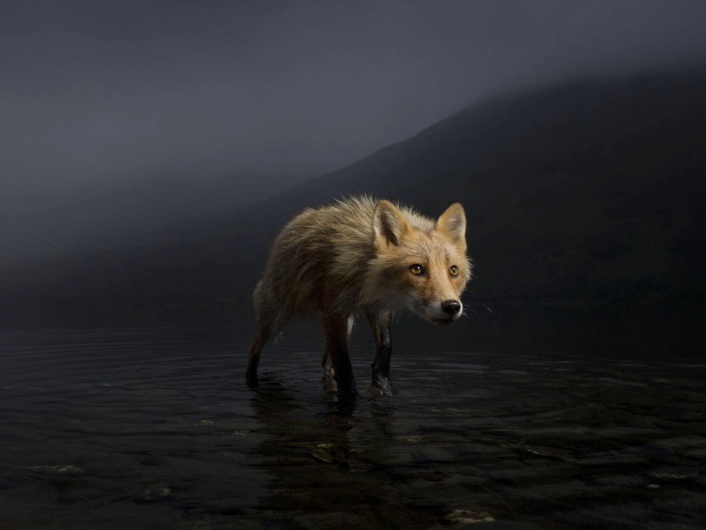 a fox walking in the dark