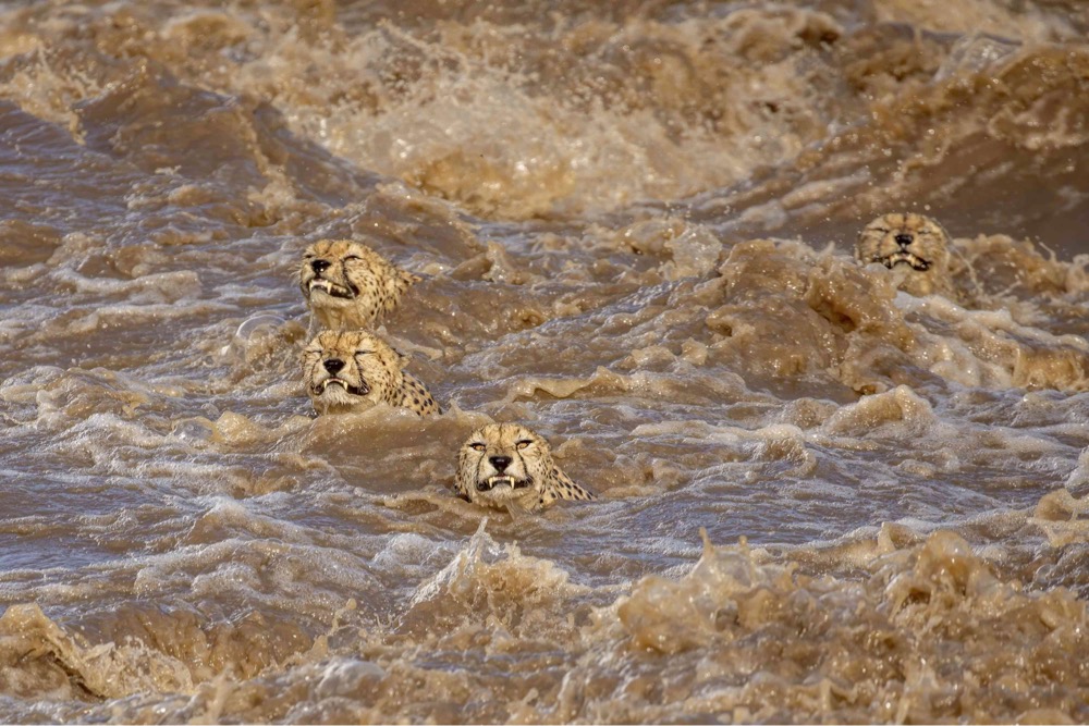 four cheetahs swimming in a raging river