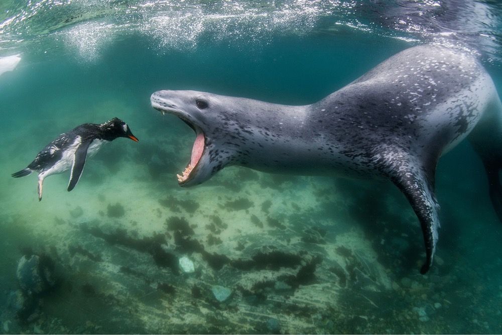 a seal about to catch a penguin