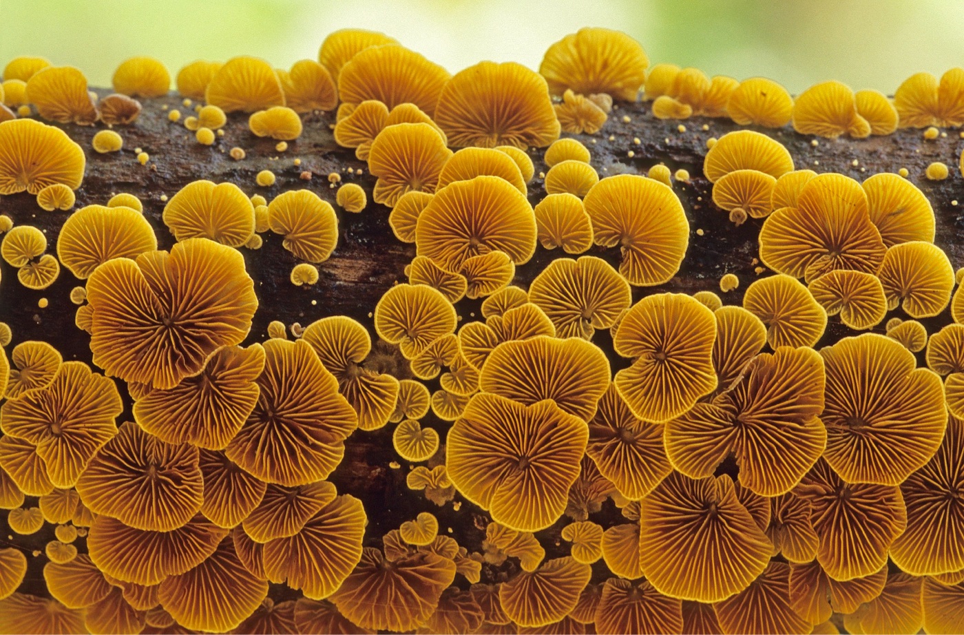 a bunch of bright yellow mushrooms on a log