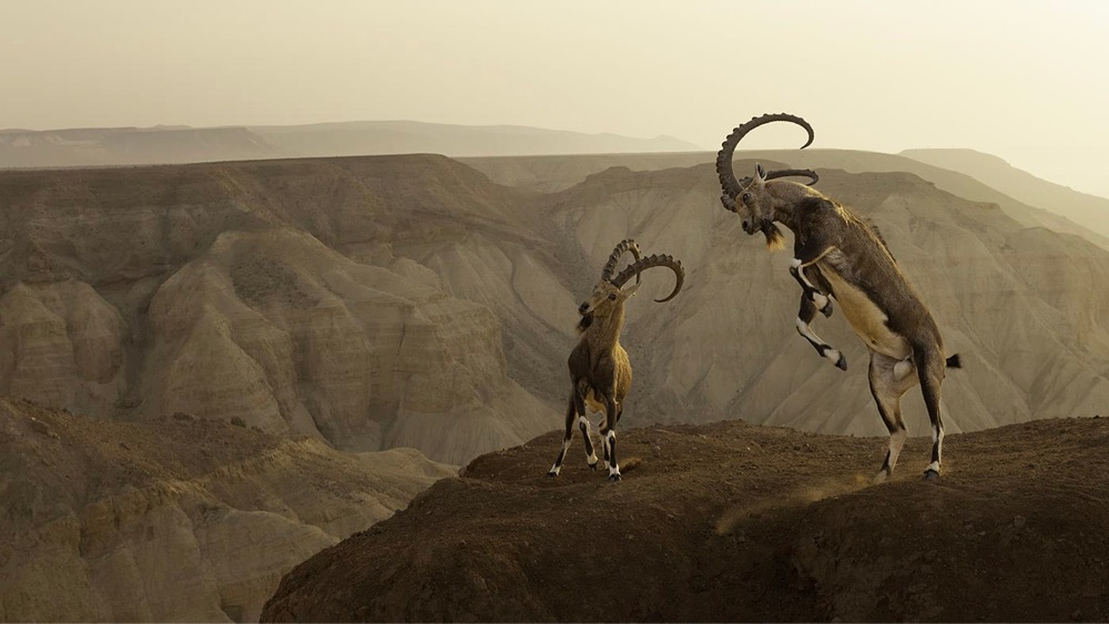 Winners of the 59th Annual Wildlife Photographer of the Year Contest