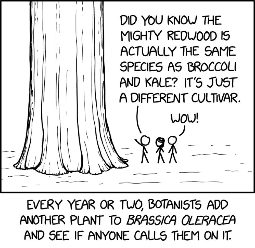a simple cartoon of two people standing next to a redwood tree. One says to the other, 'Did you know the mighty redwood is actually the same species as broccoli and kale?' The caption reads 'Every year or two, botanists add another plant to brassica oleracea and see if anyone calls them on it.'