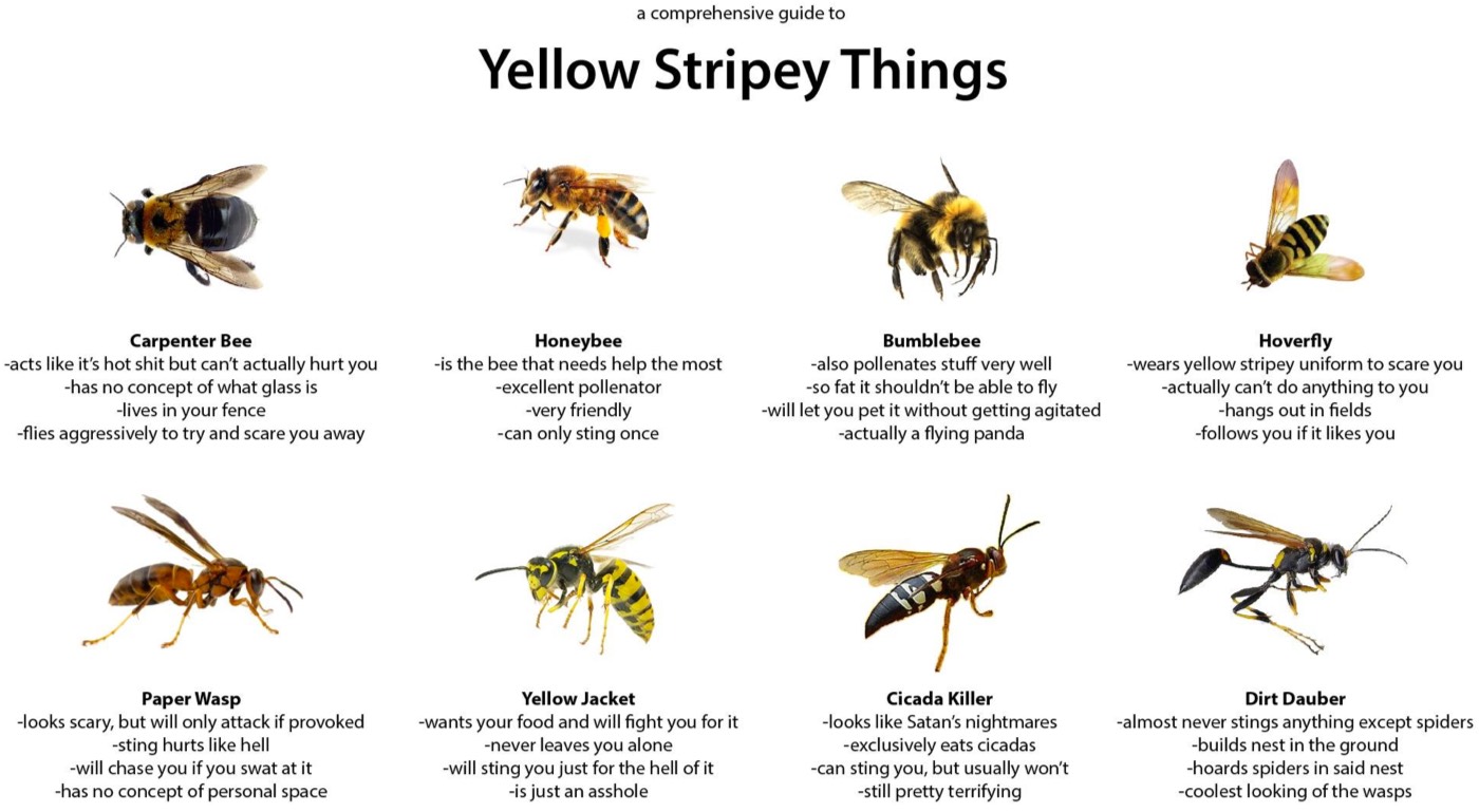 Yellow Jacket Identification Chart